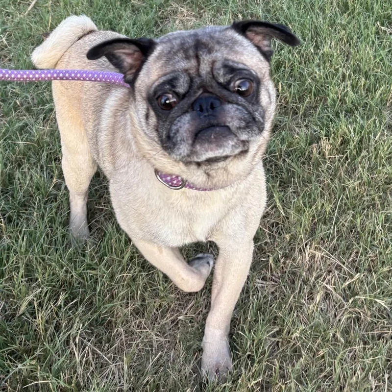 An adult small-sized male Yellow / Tan / Blond / Fawn Pug dog named Milo for adoption in Floresville, TX
