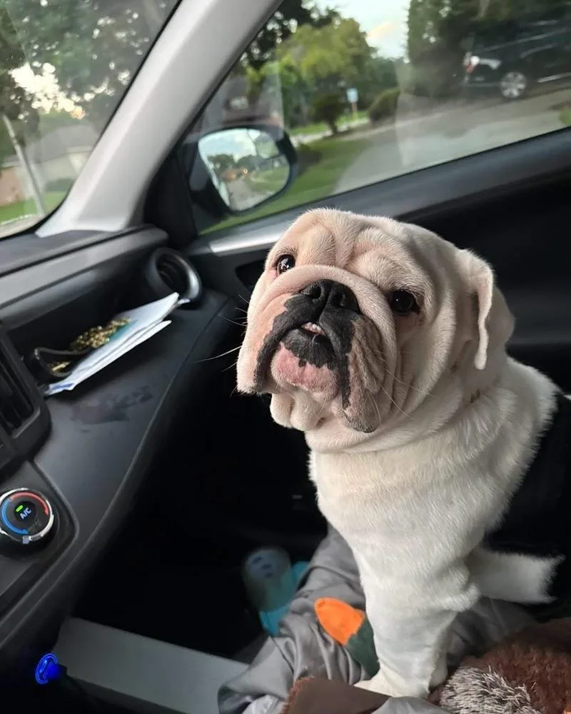 An adult large-sized male Tricolor (Brown, Black, & White) American Bulldog dog named Angus for adoption in Brookshire, TX