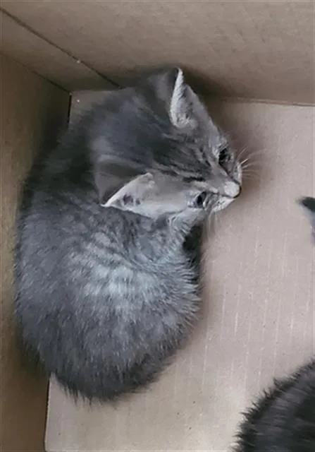 A baby medium-sized female Domestic Medium Hair cat named Alondra for adoption in Dallas, TX