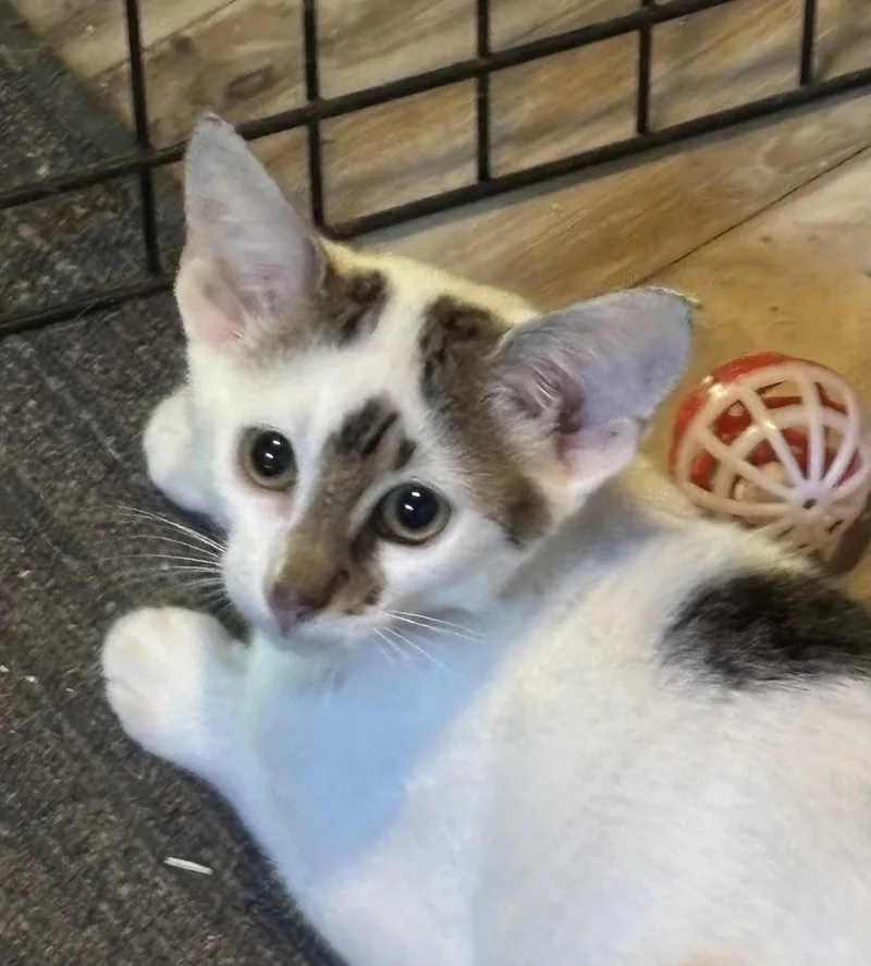 A baby medium-sized male Orange / Red Domestic Short Hair cat named Bugsy for adoption in Spring City, PA