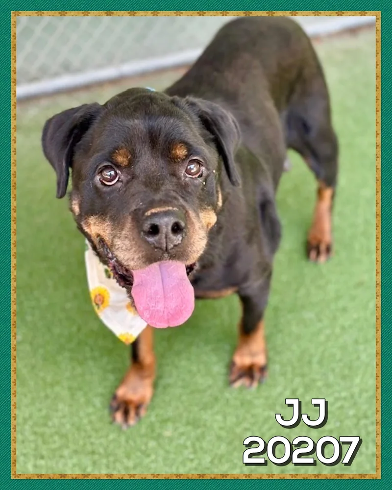 A senior large-sized female Black Rottweiler dog named Jj for adoption in Marietta, GA