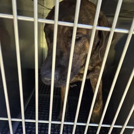 An adult large-sized male Brindle Plott Hound dog named Jace for adoption in Bristol, IN