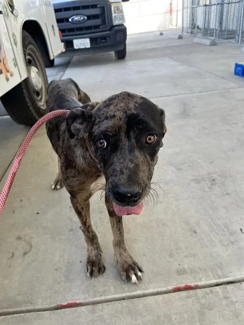 A young medium-sized female Catahoula Leopard Dog dog named Rose for adoption in Bakersfield, CA