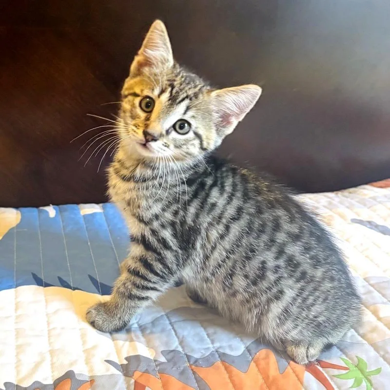 A baby small-sized female Gray / Blue / Silver Domestic Short Hair cat named Joan Jett for adoption in Brownsboro, AL
