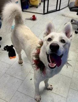 An adult large-sized male Siberian Husky dog named Mojito for adoption in Walnut Creek, CA
