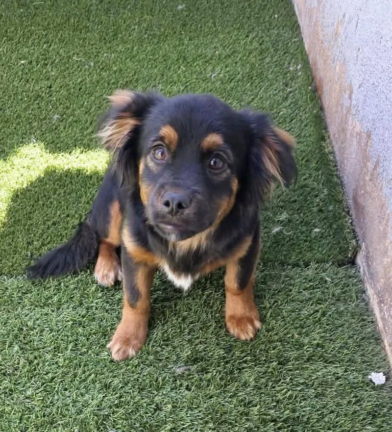 A baby small-sized male Spaniel dog named Carmine for adoption in Pasadena, CA