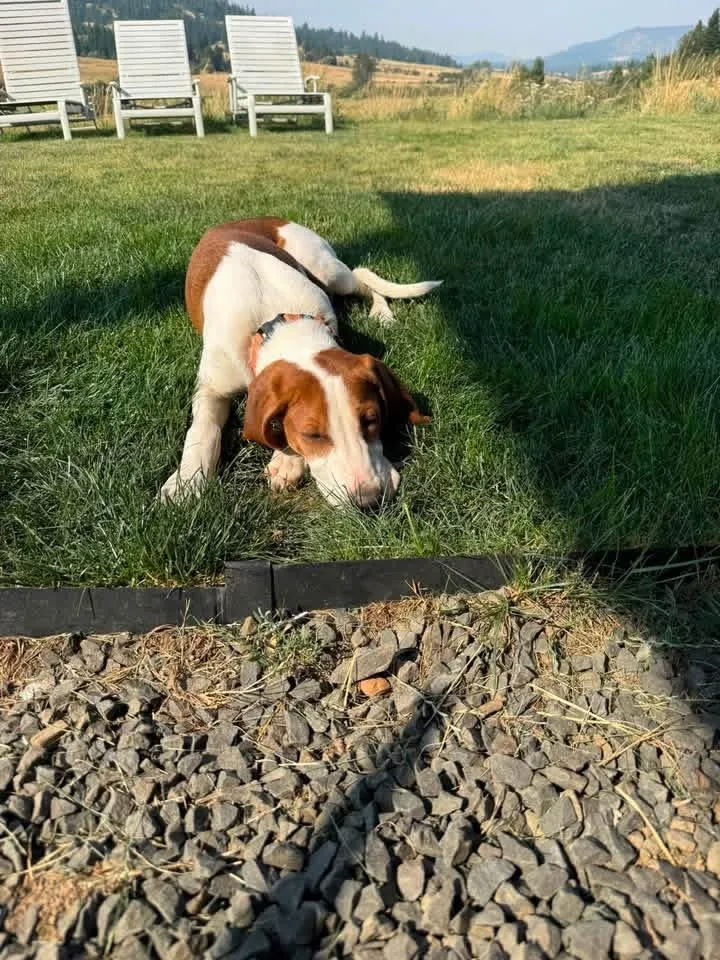A baby medium-sized female Red / Chestnut / Orange Treeing Walker Coonhound dog named Sunny for adoption in Plummer, ID