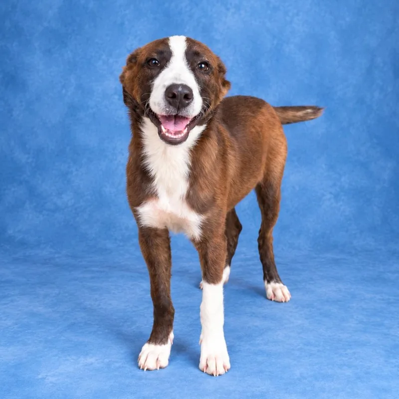 A baby medium-sized female Border Collie dog named Rose for adoption in Heber Springs, AR
