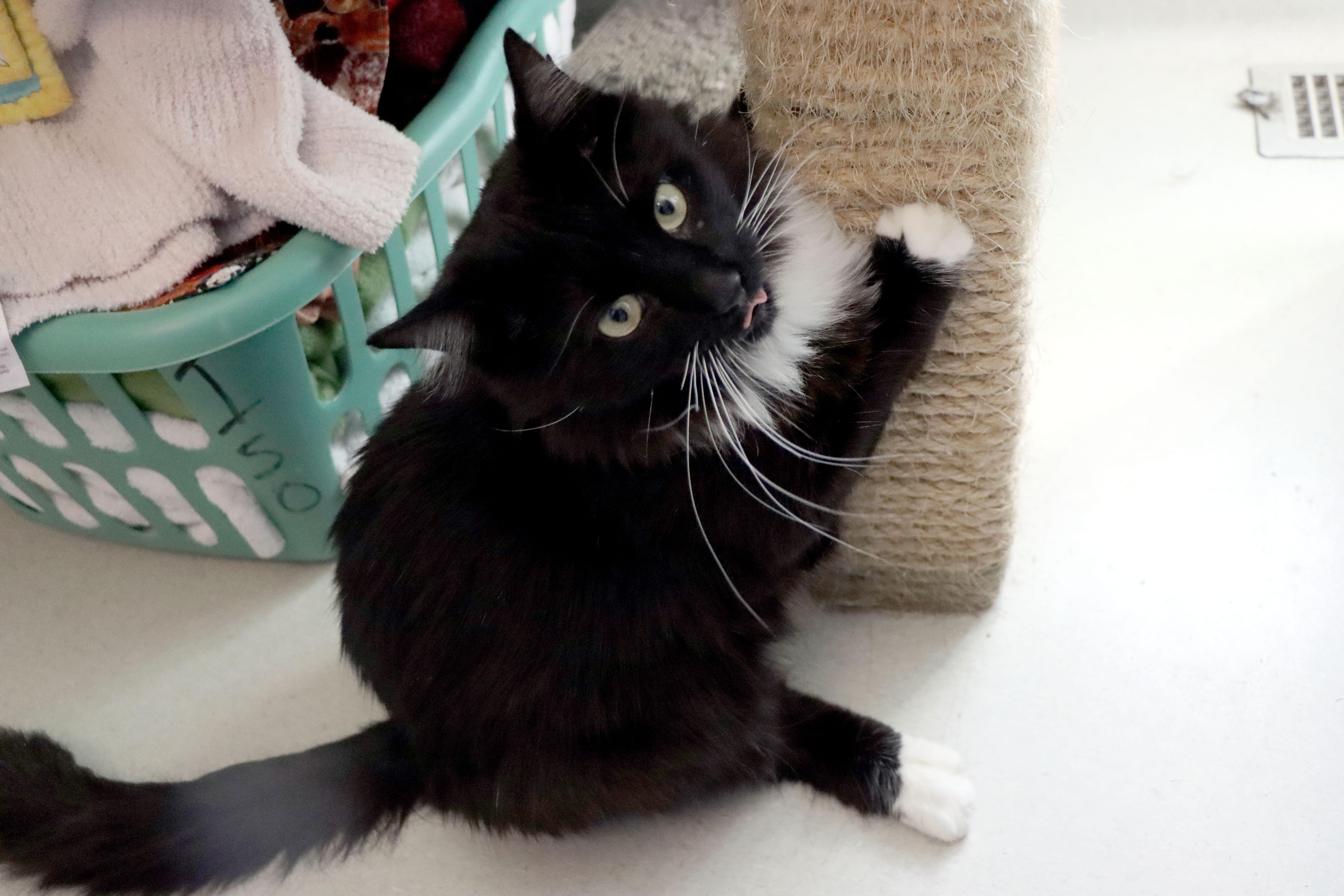 An adult medium-sized male Black & White / Tuxedo Domestic Medium Hair cat named Kenan for adoption in House Springs, MO