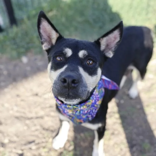 An adult large-sized female Shepherd dog named Mamas for adoption in San Antonio, TX