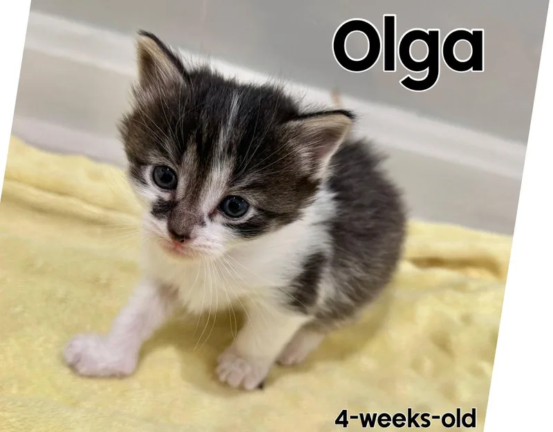 A baby medium-sized female Black & White / Tuxedo Domestic Short Hair cat named Olga for adoption in Herndon, VA