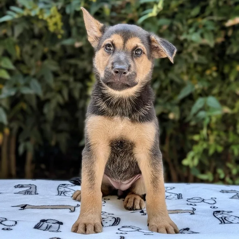 A baby small-sized female German Shepherd Dog dog named Hildy for adoption in Tyrone, GA