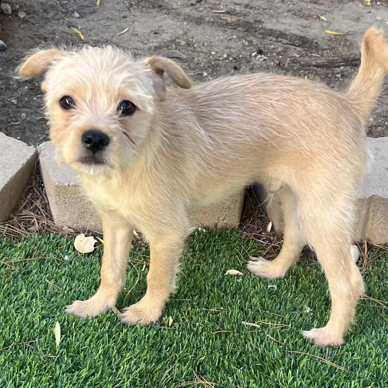 A baby small-sized male Yellow / Tan / Blond / Fawn Terrier dog named Horton for adoption in Las Vegas, NV