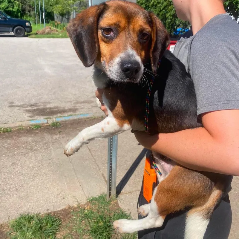 An adult small-sized male Brown / Chocolate Mixed Breed dog named Fred for adoption in Huntington, WV