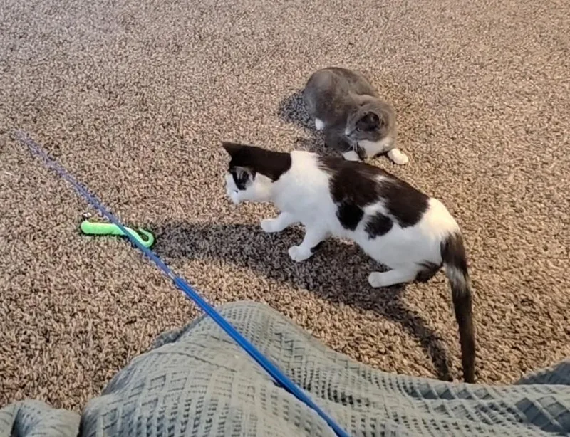 A young small-sized female Domestic Short Hair cat named Kate for adoption in Heyburn, ID