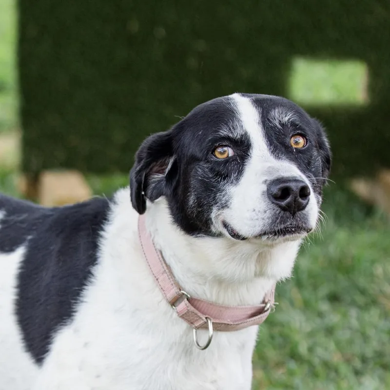 An adult large-sized female Black Mixed Breed dog named Daisy for adoption in Lake Jackson, TX