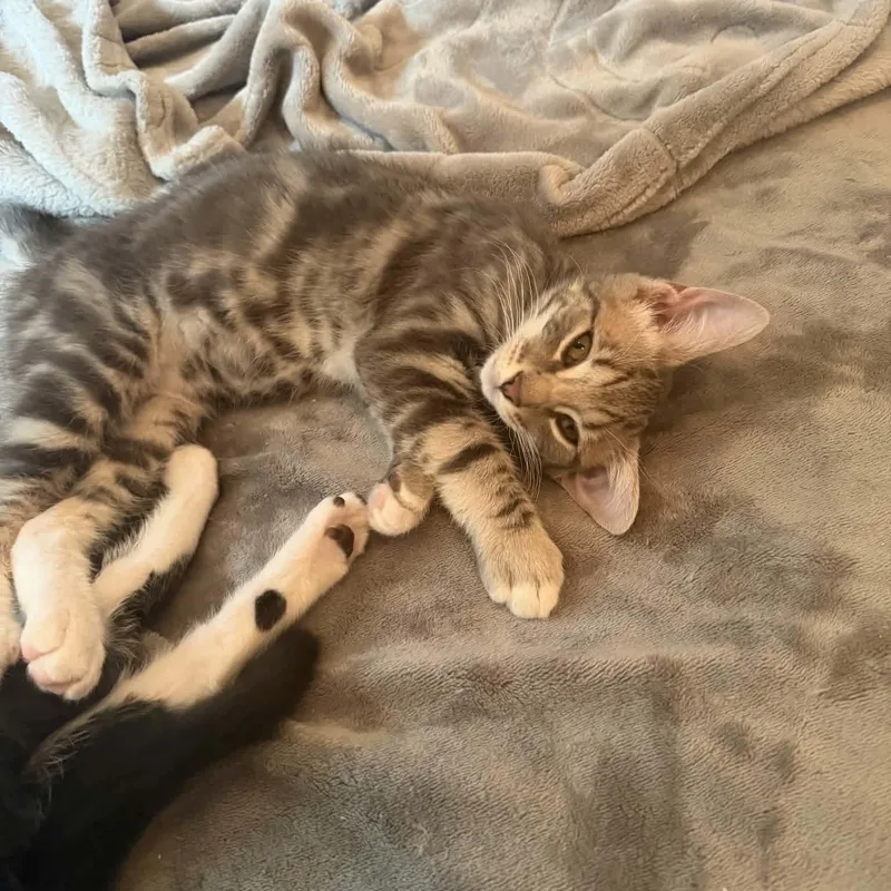 A baby small-sized male Tabby (Gray / Blue / Silver) Tabby cat named Coriander for adoption in Gladstone, OR