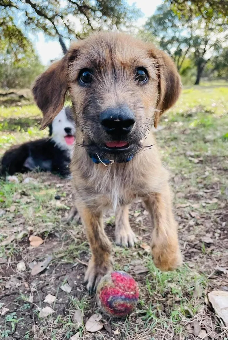 A baby medium-sized male Australian Shepherd dog named Biscotti for adoption in Boerne, TX