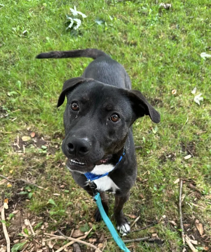 A young medium-sized male Black Labrador Retriever dog named Adam for adoption in Youngstown, OH