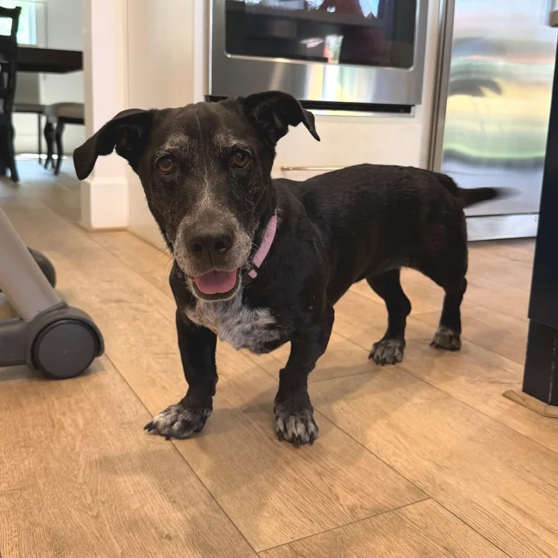 An adult medium-sized female Black Basset Hound dog named Sophie for adoption in Houston, TX