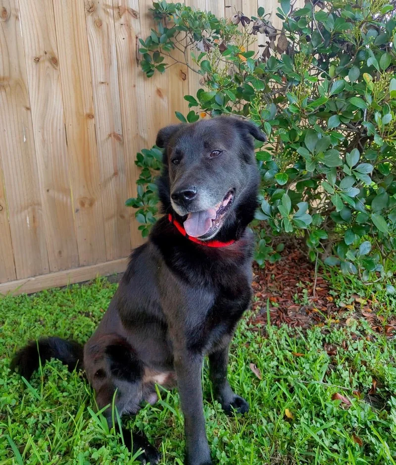 An adult medium-sized male Black Chow Chow dog named Ramen Noodle for adoption in Houston, TX
