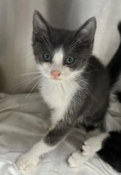 A baby small-sized male Domestic Short Hair cat named Harley for adoption in West Chester, PA