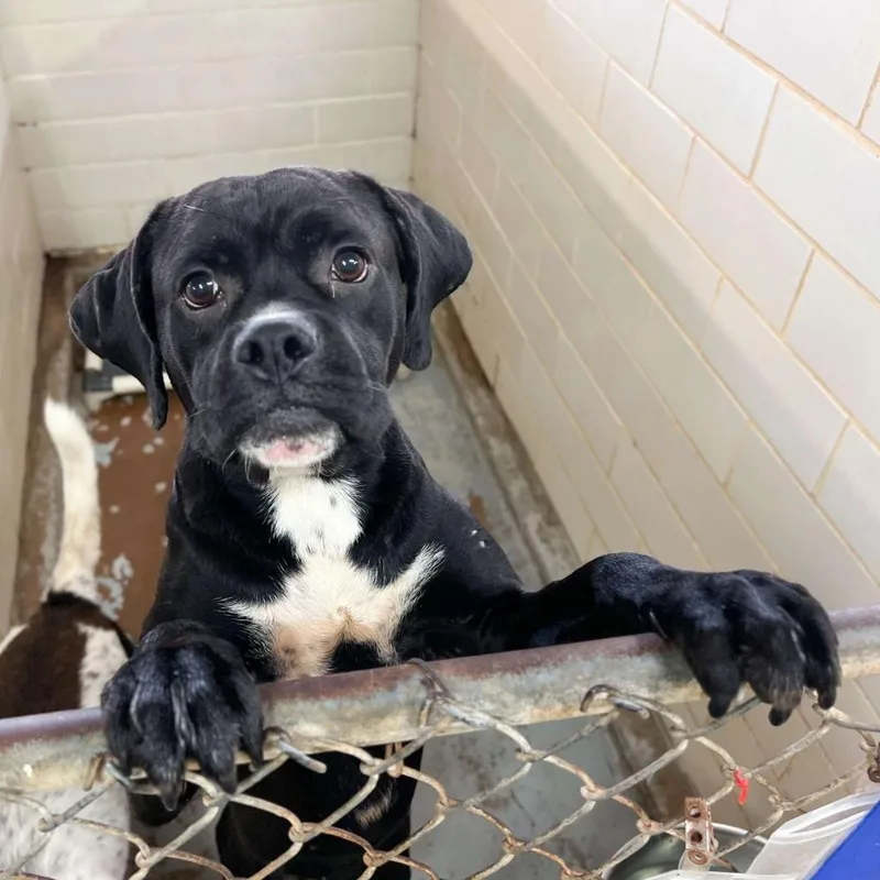 An adult large-sized male Black Mastiff dog named Migo for adoption in Edinburg, TX