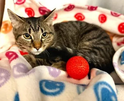 An adult medium-sized male Tabby (Buff / Tan / Fawn) Domestic Short Hair cat named Peaches for adoption in Lansing, MI