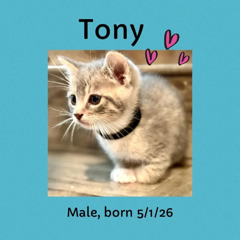 A baby small-sized male Gray / Blue / Silver Domestic Short Hair cat named Tony for adoption in Los Angeles, CA