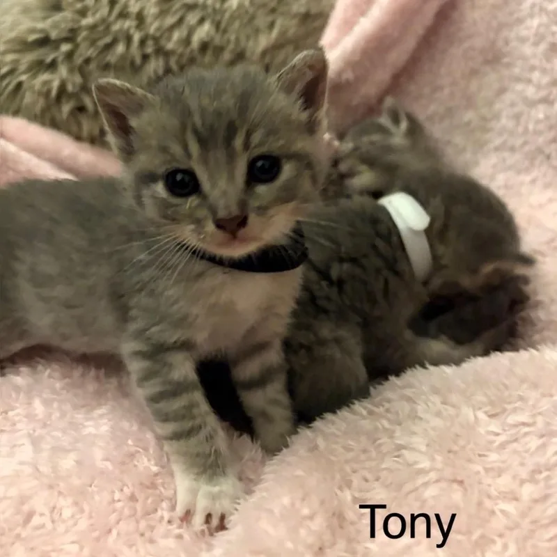 Tony thumbnail 2