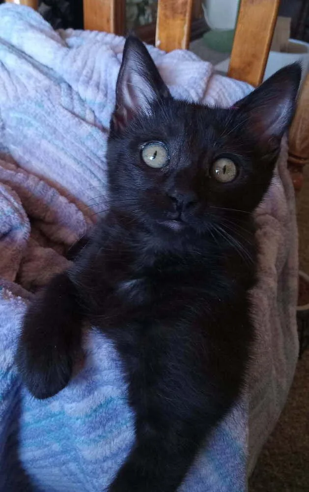 A baby small-sized female Black Domestic Short Hair cat named Amber for adoption in tucson, AZ