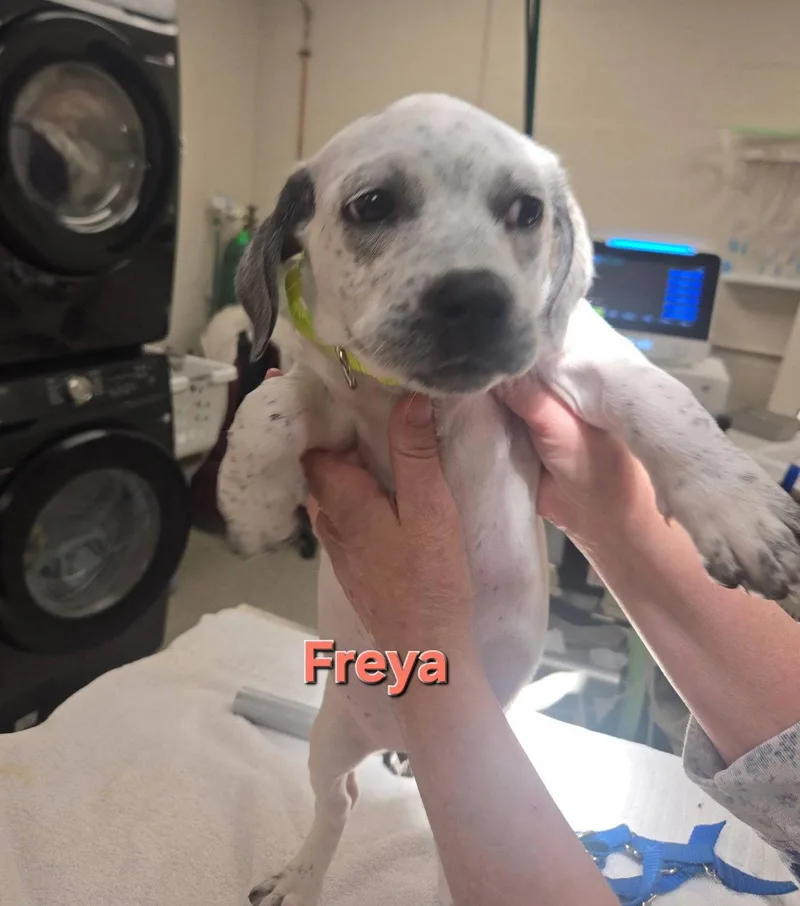 A baby medium-sized female Australian Cattle Dog / Blue Heeler dog named Freya for adoption in Whitehall, PA