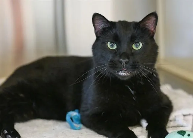 A senior medium-sized male Domestic Short Hair cat named Sooty for adoption in Colorado Springs, CO