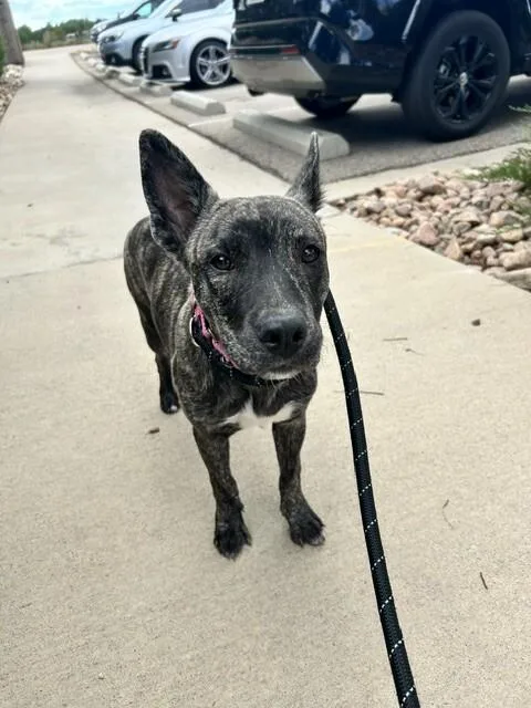 A baby medium-sized female Brindle Mixed Breed dog named Brandade for adoption in Fort Collins, CO