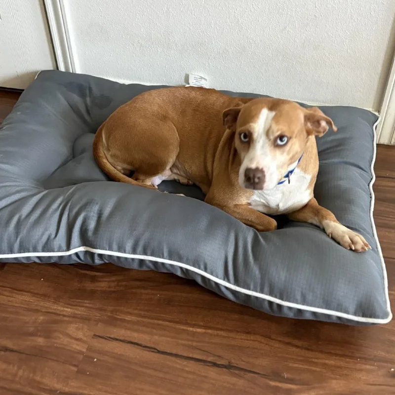An adult medium-sized female Mixed Breed dog named Blue for adoption in Galveston, TX