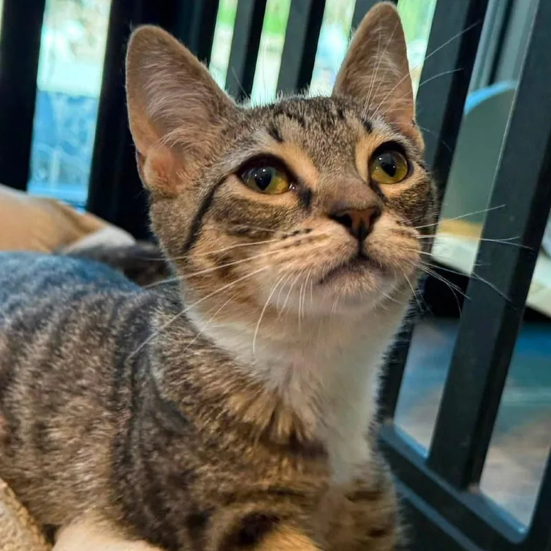 A baby small-sized female Brown / Chocolate Domestic Short Hair cat named Tipsy for adoption in Tucson, AZ