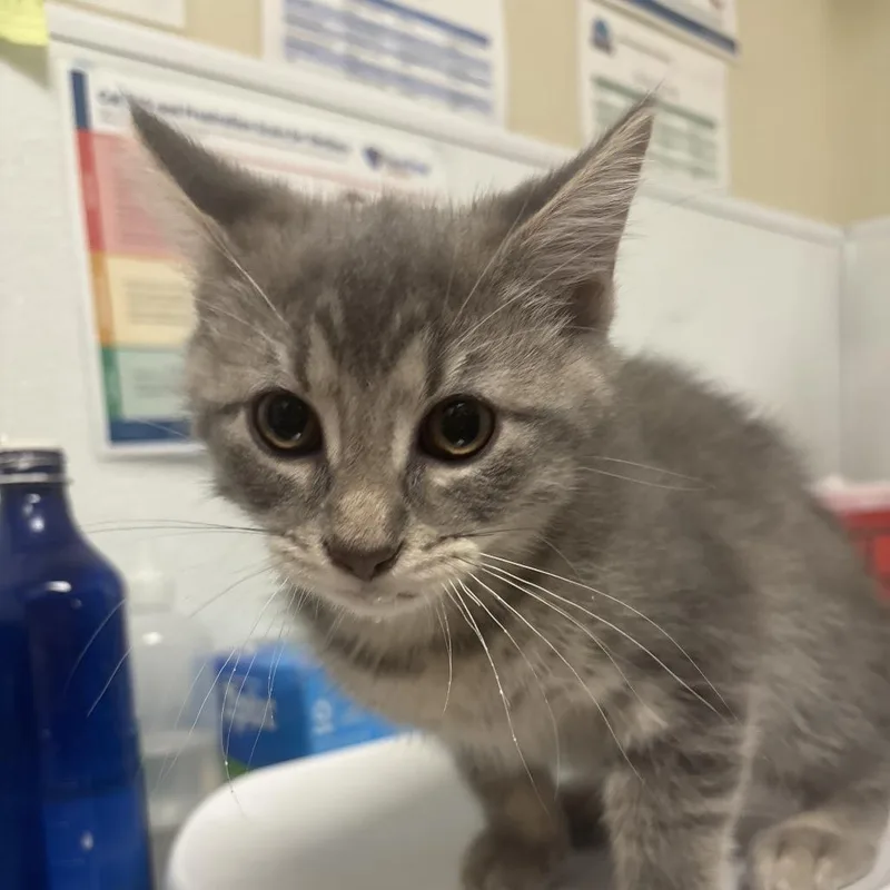 A baby small-sized male Gray / Blue / Silver Domestic Short Hair cat named Macaw for adoption in Tulsa, OK