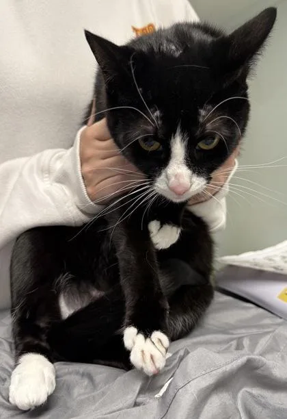 A baby small-sized female Domestic Short Hair cat named Bella for adoption in Daytona Beach, FL