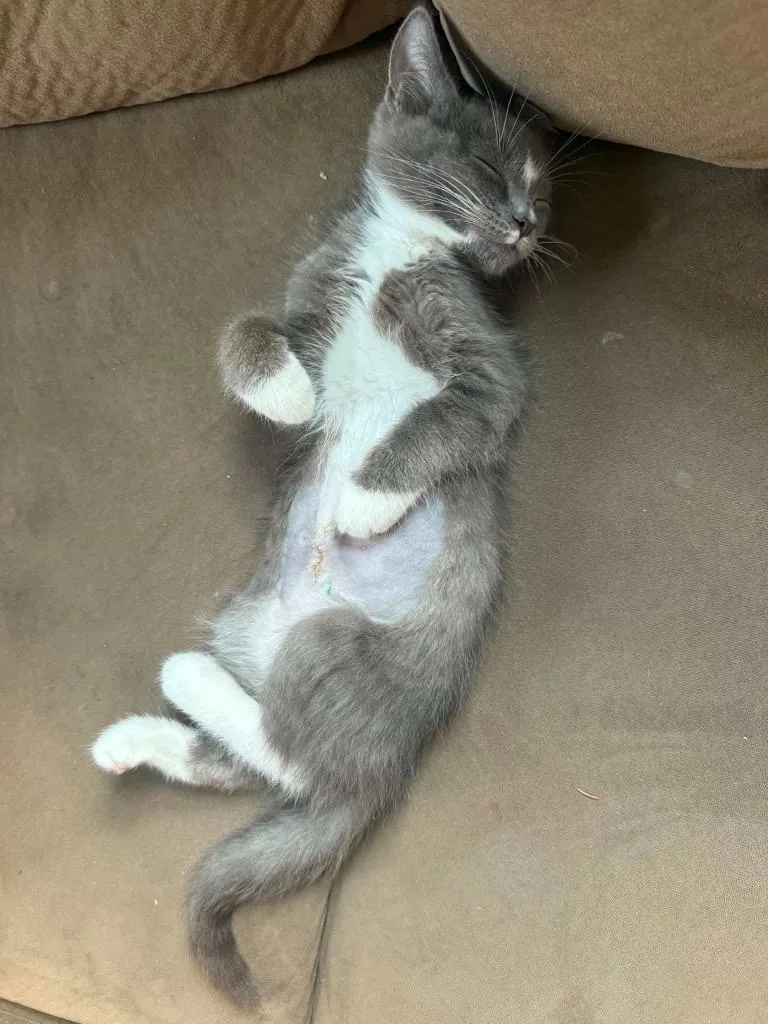 Winston