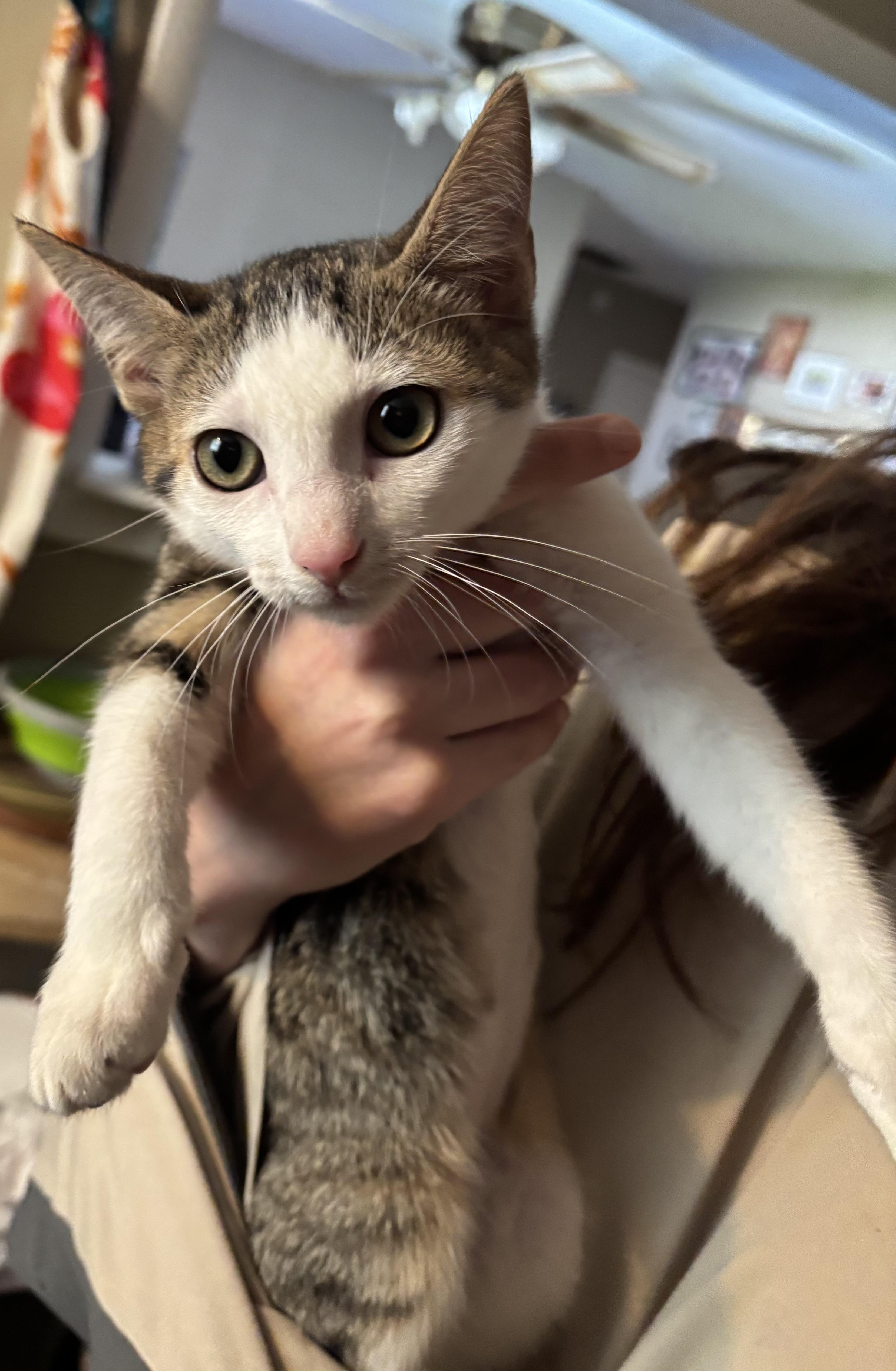 A young small-sized female Tabby (Buff / Tan / Fawn) Domestic Short Hair cat named Colada for adoption in Galloway, NJ