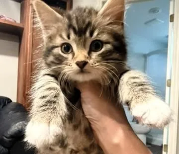 A baby small-sized male Brown / Chocolate Domestic Long Hair cat named Fluffles for adoption in Kansas City, MO