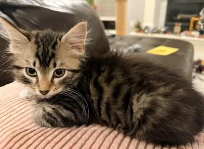 Fluffles thumbnail 2