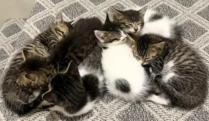 Fluffles thumbnail 3