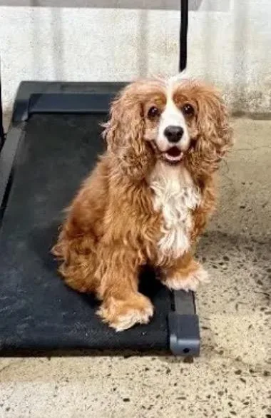 An adult medium-sized female Cocker Spaniel dog named Nicole for adoption in South San Francisco, CA