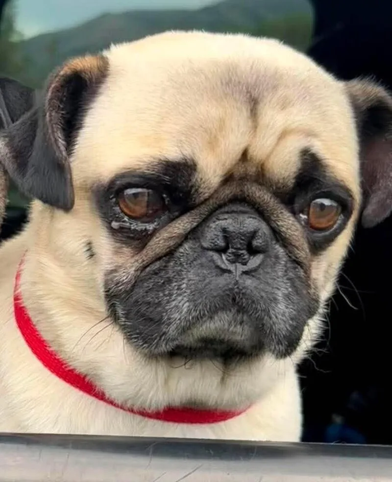 An adult medium-sized male Yellow / Tan / Blond / Fawn Pug dog named Paco for adoption in Eagle, ID