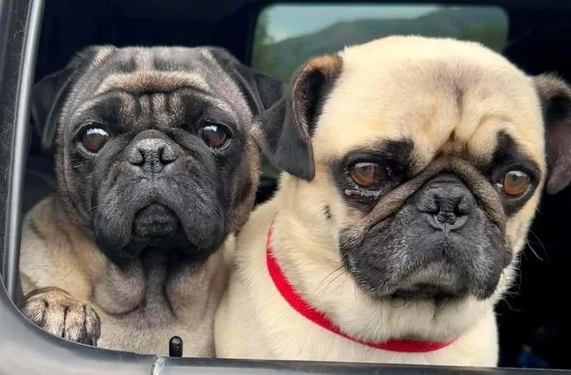 Paco thumbnail 2