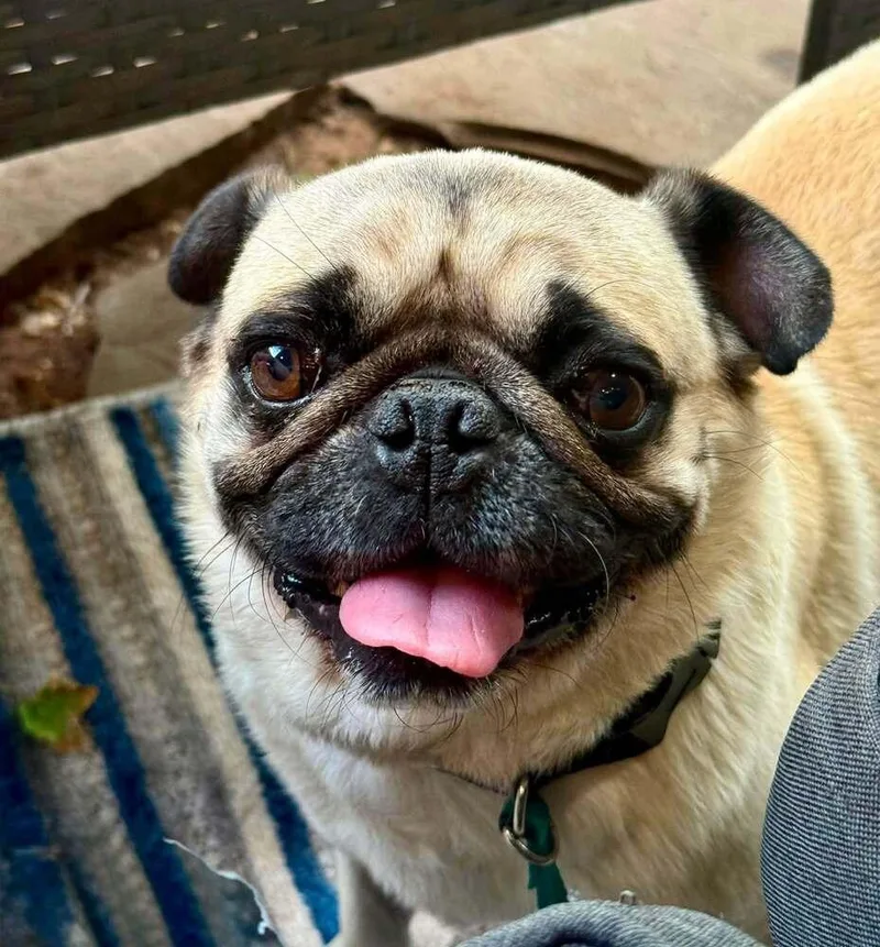 Paco thumbnail 3
