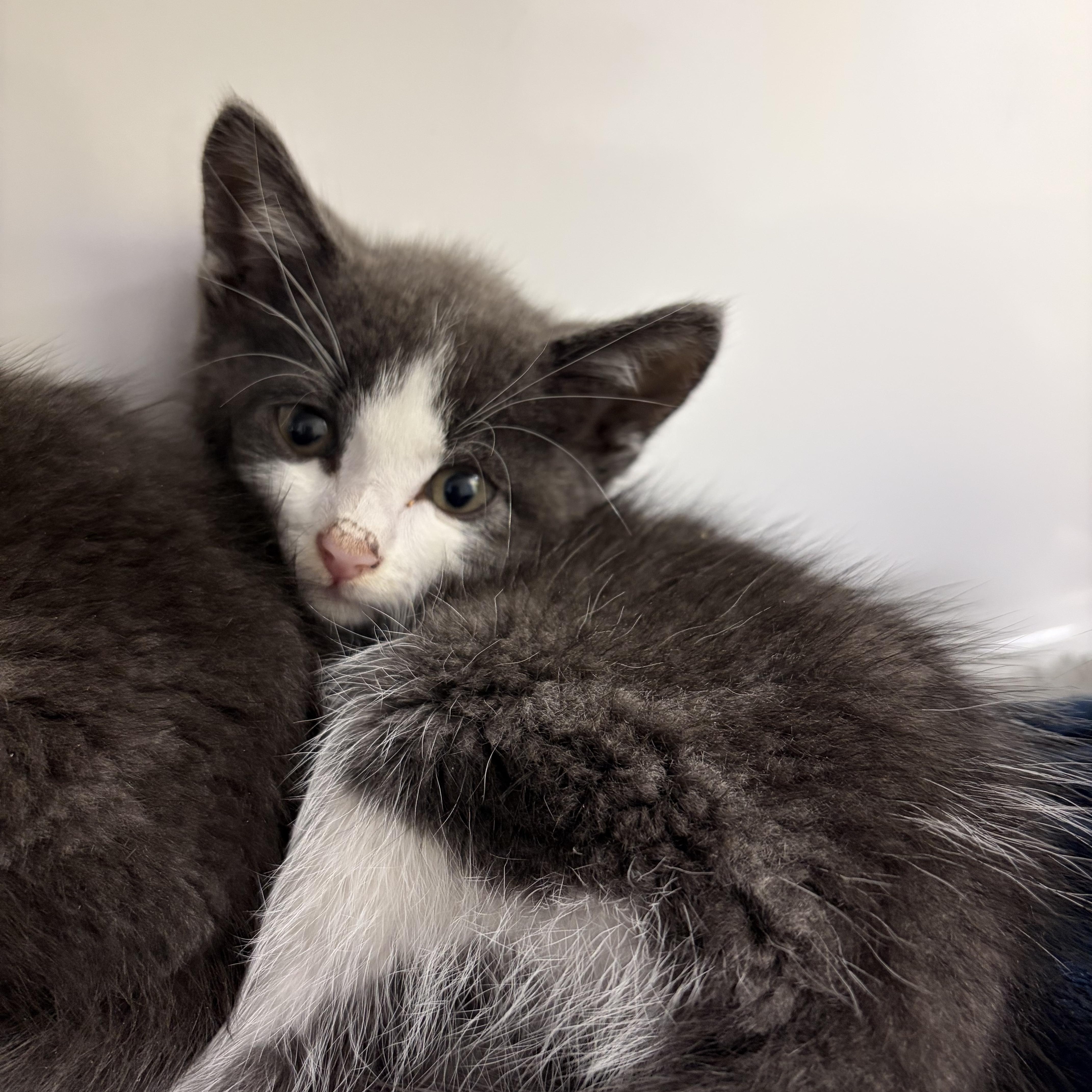 A baby medium-sized male White Domestic Short Hair cat named Squirtle for adoption in Southold, NY