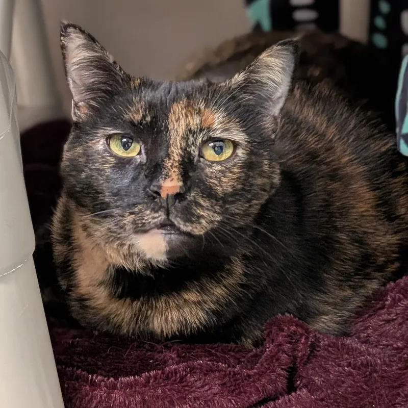 An adult large-sized female Black Domestic Short Hair cat named Tohru for adoption in Springfield, MA