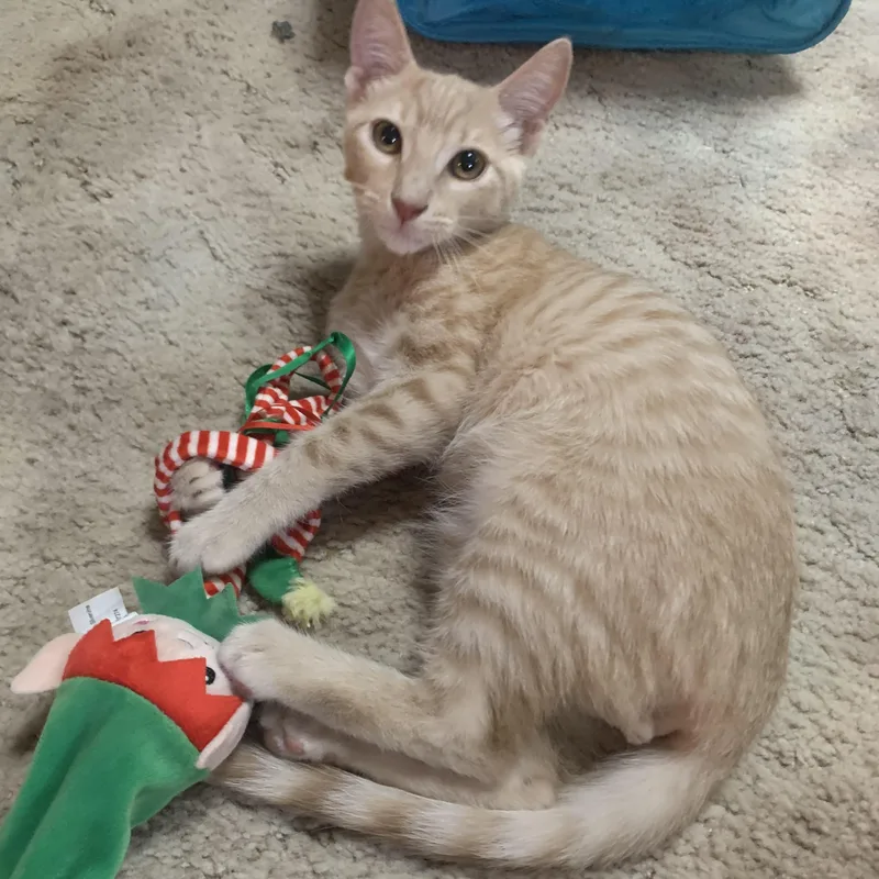 Koda